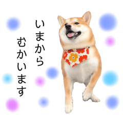 [LINEスタンプ] 実写柴犬もふもふ 