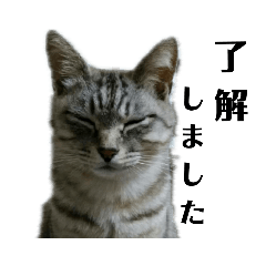 [LINEスタンプ] 我が家のめんこたん 