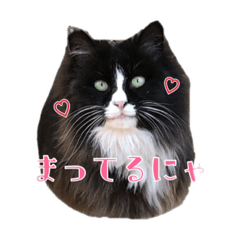 [LINEスタンプ] ねこのニャアちゃん