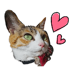 [LINEスタンプ] 三毛猫かなたの日常