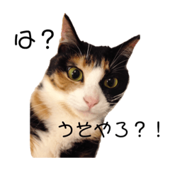 [LINEスタンプ] 宮崎弁のハナやけど、なんね？