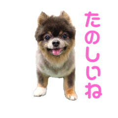 [LINEスタンプ] チワワのトロン