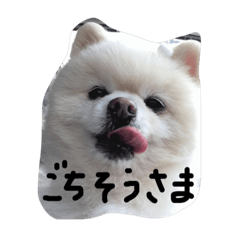 [LINEスタンプ] ポメラニアン001