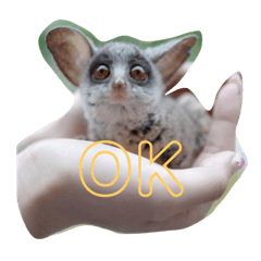 [LINEスタンプ] ショウガラゴ（猿）のギジュモとテト