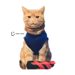[LINEスタンプ] アメショのカルビ