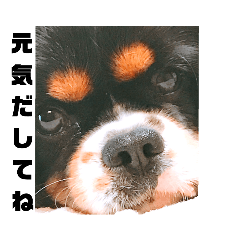 [LINEスタンプ] キャバリア犬・ボーイ君のスタンプ2