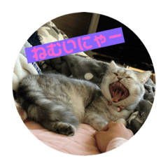 [LINEスタンプ] みーこのスタンプその1