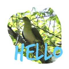 [LINEスタンプ] わたしのお気に入りの鳥