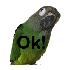 [LINEスタンプ] シモフリインコのハマー
