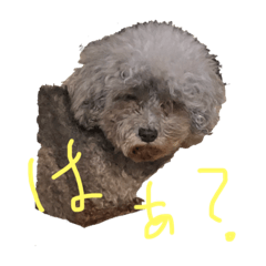 [LINEスタンプ] 俺のわんこたち