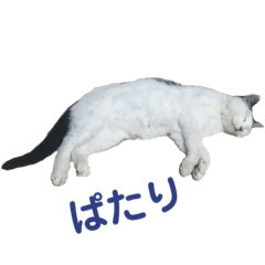 [LINEスタンプ] 白黒3きょうだいにゃんこのスタンプ