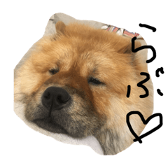 [LINEスタンプ] Lilo the Chow 2019