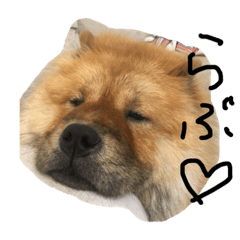 [LINEスタンプ] Lilo the Chow 2019の画像（メイン）