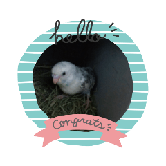 [LINEスタンプ] 癒し動物 