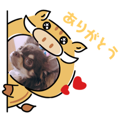 [LINEスタンプ] チョコタンチワワ あんこちゃんのお正月