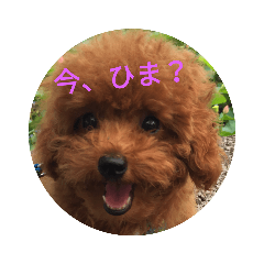 [LINEスタンプ] ワンコファミリー 