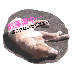 [LINEスタンプ] 犬.dog1