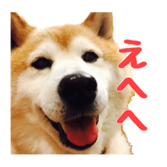 [LINEスタンプ] みんなのだいちゃん 