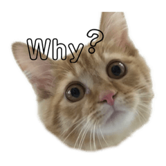 [LINEスタンプ] にゃんはむわんほー