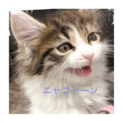 [LINEスタンプ] 猫のお返事スタンプ 