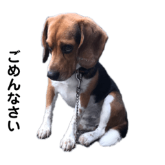 [LINEスタンプ] ビーグル犬 そうた 