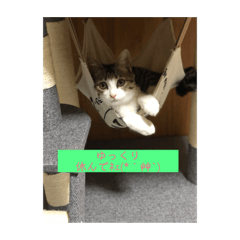 [LINEスタンプ] Rainくんฅ^•ﻌ•^ฅ