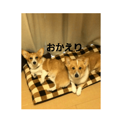 [LINEスタンプ] ココげんき fetchpriority=high