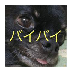 [LINEスタンプ] 可愛い犬(チワワ) 