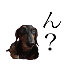 [LINEスタンプ] 我が家の愛犬 ビリー