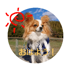 [LINEスタンプ] 犬(パピヨン)スタンプ