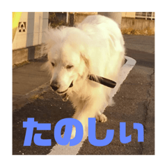 [LINEスタンプ] くーちゃん。