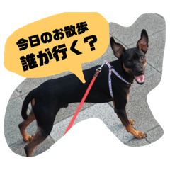 [LINEスタンプ] ミニピンさんくん