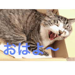[LINEスタンプ] 猫ちゃん日常会話