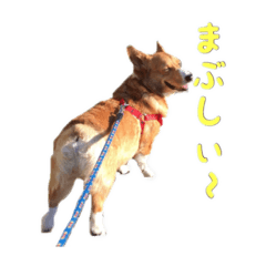 [LINEスタンプ] コーギーのつくねスタンプ