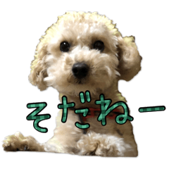 [LINEスタンプ] ウチのジョー君