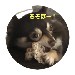 [LINEスタンプ] シェリの日常