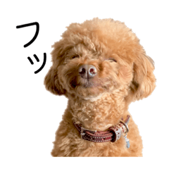 [LINEスタンプ] トイプーアンディ 