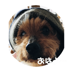 [LINEスタンプ] くうと仲間たち2 