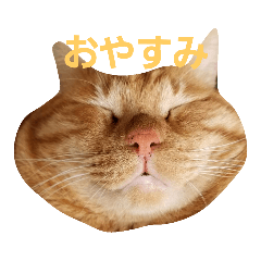 [LINEスタンプ] チャッピーの日常(2019) 