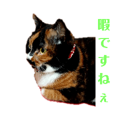 [LINEスタンプ] 三毛猫 みいこ 