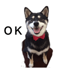 [LINEスタンプ] 柴犬モモ 
