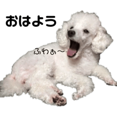 [LINEスタンプ] トイプードルのブラック＆ホワイト 