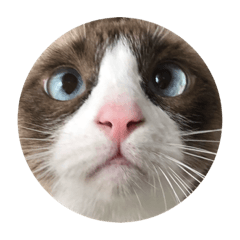 [LINEスタンプ] 猫のぽこにゃん 