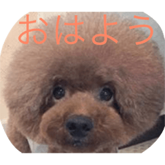 [LINEスタンプ] 会長（くまお）とその仲間達 