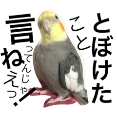 [LINEスタンプ] オカメインコのマル第1弾