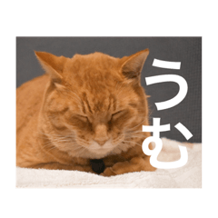 [LINEスタンプ] ねこかわいいなあ