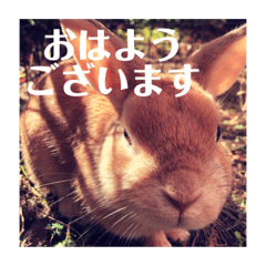 [LINEスタンプ] うさぎのルー（日常の言葉） 
