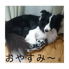 [LINEスタンプ] ボーダーコリー  ルーニー
