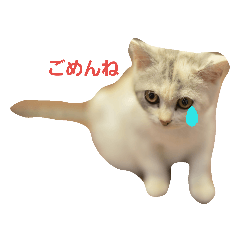 [LINEスタンプ] 仔猫のキキ