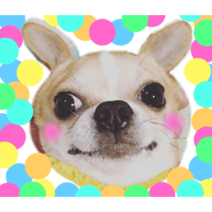 [LINEスタンプ] スムースチワワのジェイさんとピーちゃん2